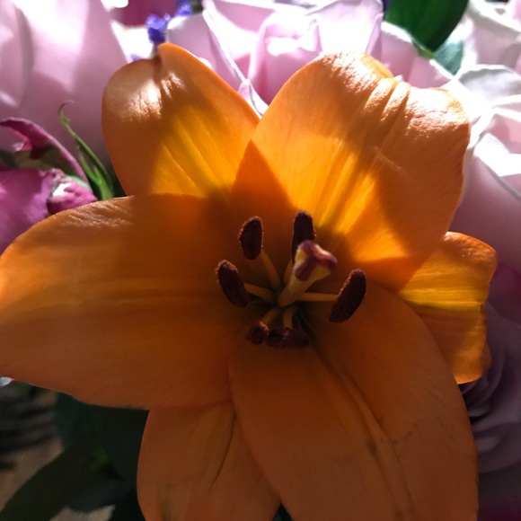 Meet your Posher, Aridia - Picture 1 of 1